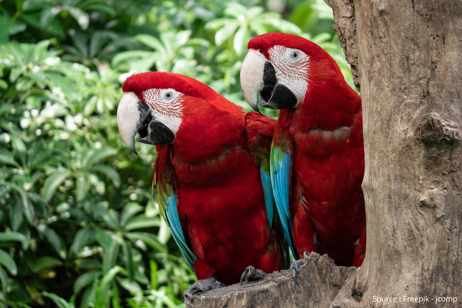 Red parrots